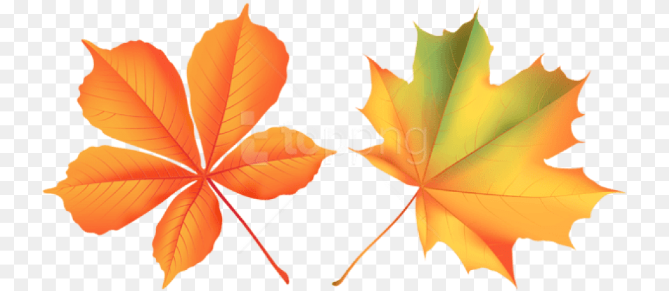 Free Download Autumn Leaves Clipart Photo Maple Leaf, Plant, Maple Leaf, Tree Png Image