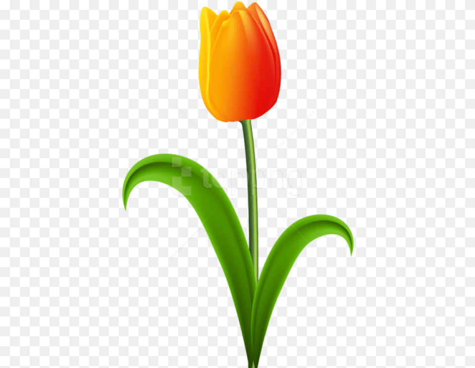 Download Beautiful Tulip Images Background Tulip With Stem Clipart, Flower, Plant Free Transparent Png