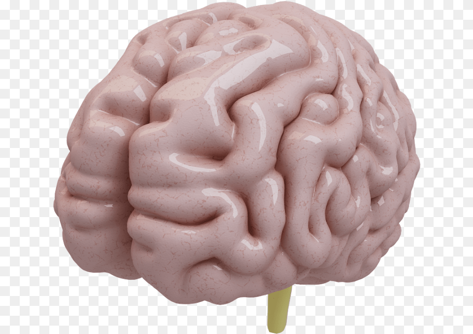 Free Download Brain 3d Model, Flower, Plant, Rose Png Image