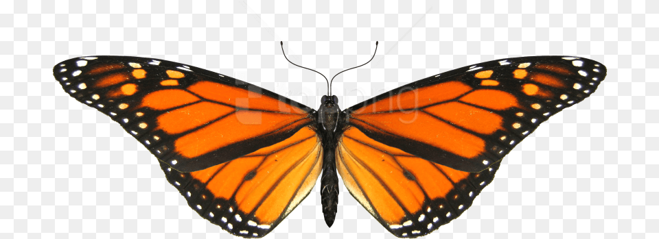Download Butterfly Small Wings Images Monarch Butterfly Background, Animal, Insect, Invertebrate Free Transparent Png