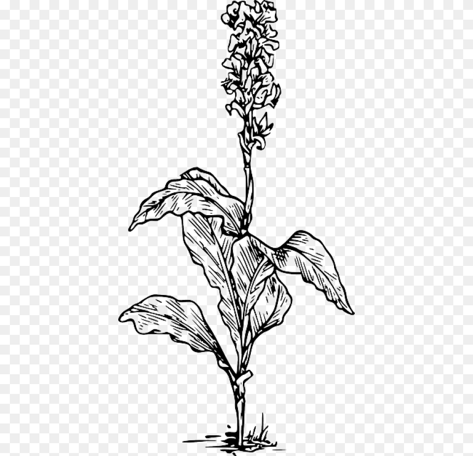 Download Canna Indica Flower Drawing Plant Black And White, Art, Leaf, Grass Free Png