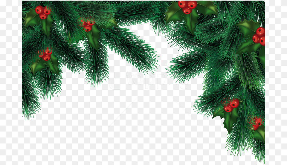 Download Christmas Background Christmas Background Vector, Conifer, Plant, Tree, Pine Free Transparent Png