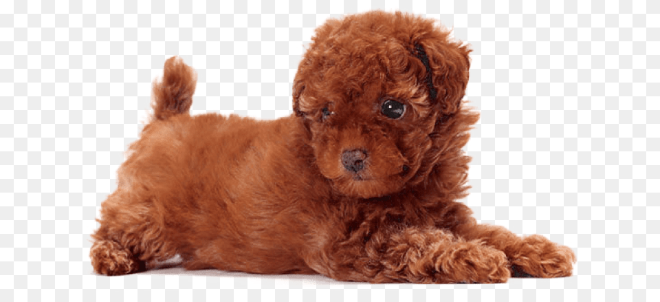 Download Cute Dogs That Dont Shed Images Toy Poodle Dog Breeds, Animal, Canine, Mammal, Pet Free Png