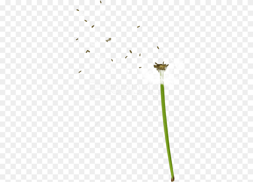 Dandelion Background Cartoon, Flower, Plant Free Png Download