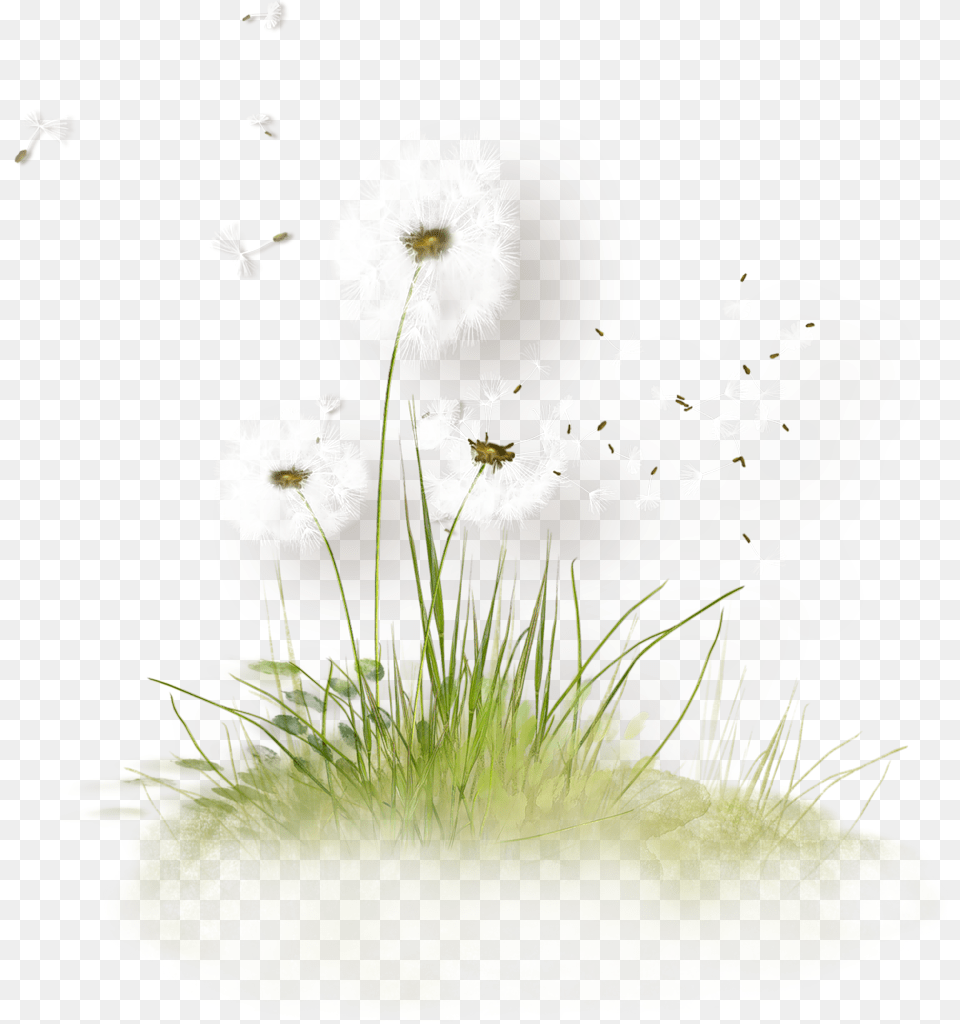 Free Download Dandelion Grass Clipart Dandelion Dandelion Tubes, Flower, Plant Png Image