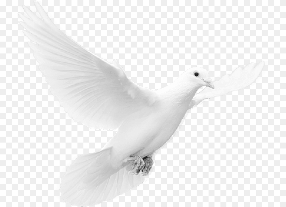 Free Download Dove Background, Animal, Bird, Pigeon Png