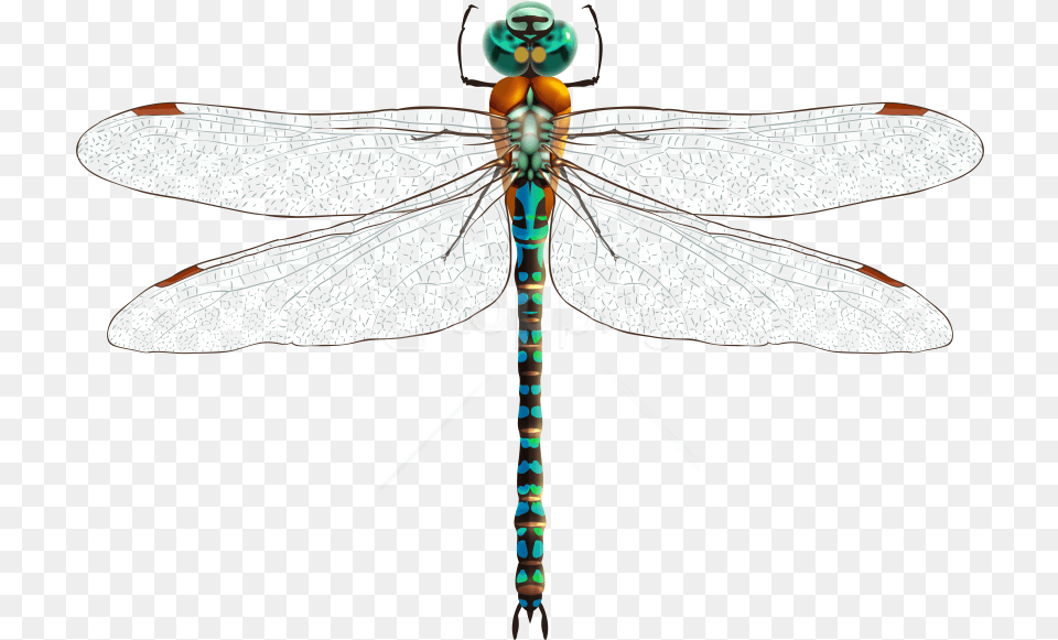 Download Dragonfly Clipart Photo Images Strekoza, Animal, Insect, Invertebrate Free Png
