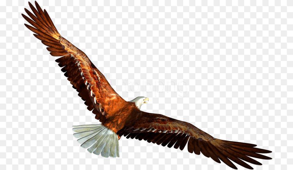 Free Download Eagle Background Eagle Transparent, Animal, Bird, Flying, Kite Bird Png Image