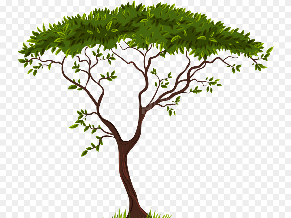 Exotic Tree Clipart Photo Transparent Background Trees Clipart, Vegetation, Plant, Potted Plant, Oak Free Png Download