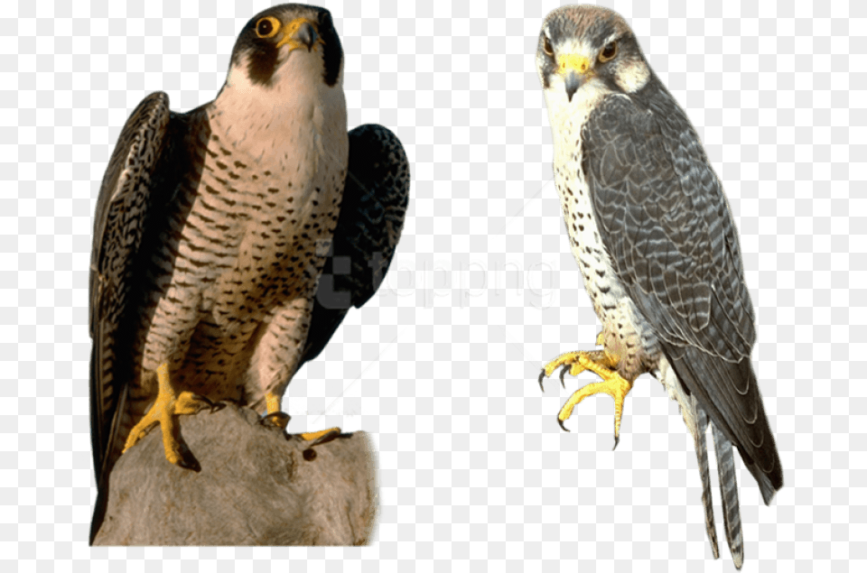 Download Falcon Images Background Falcon Gif Animal, Beak, Bird, Accipiter Free Transparent Png