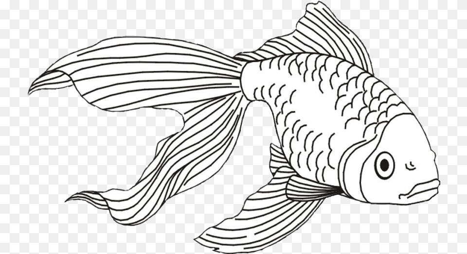 Fish And Shark Coloring Pages Gold Fish Line Art, Animal, Sea Life Free Png Download