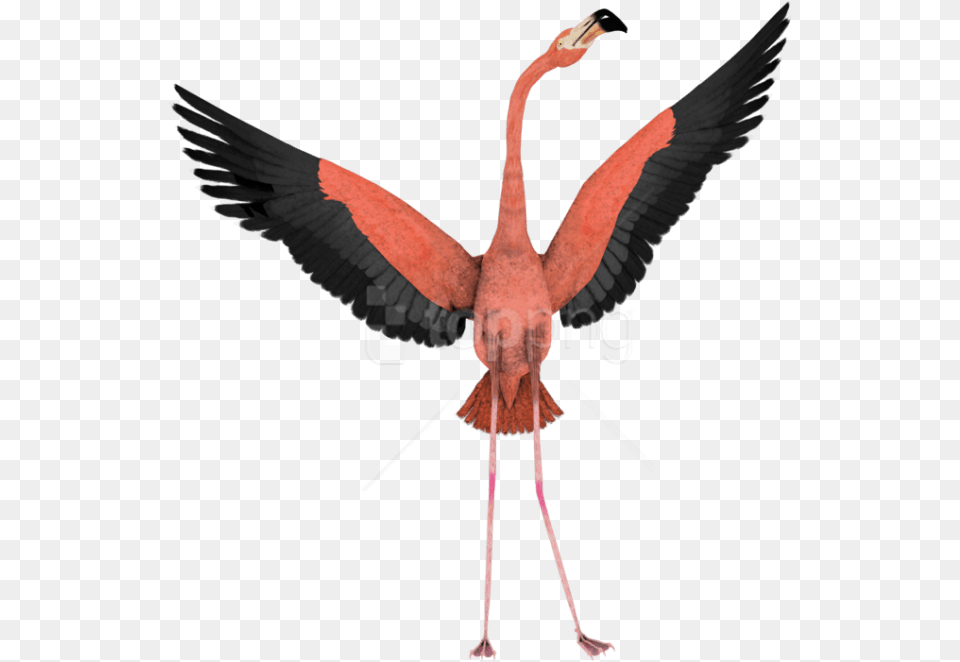 Free Download Flamingo Background Flamingo Flying No Background, Animal, Bird Png