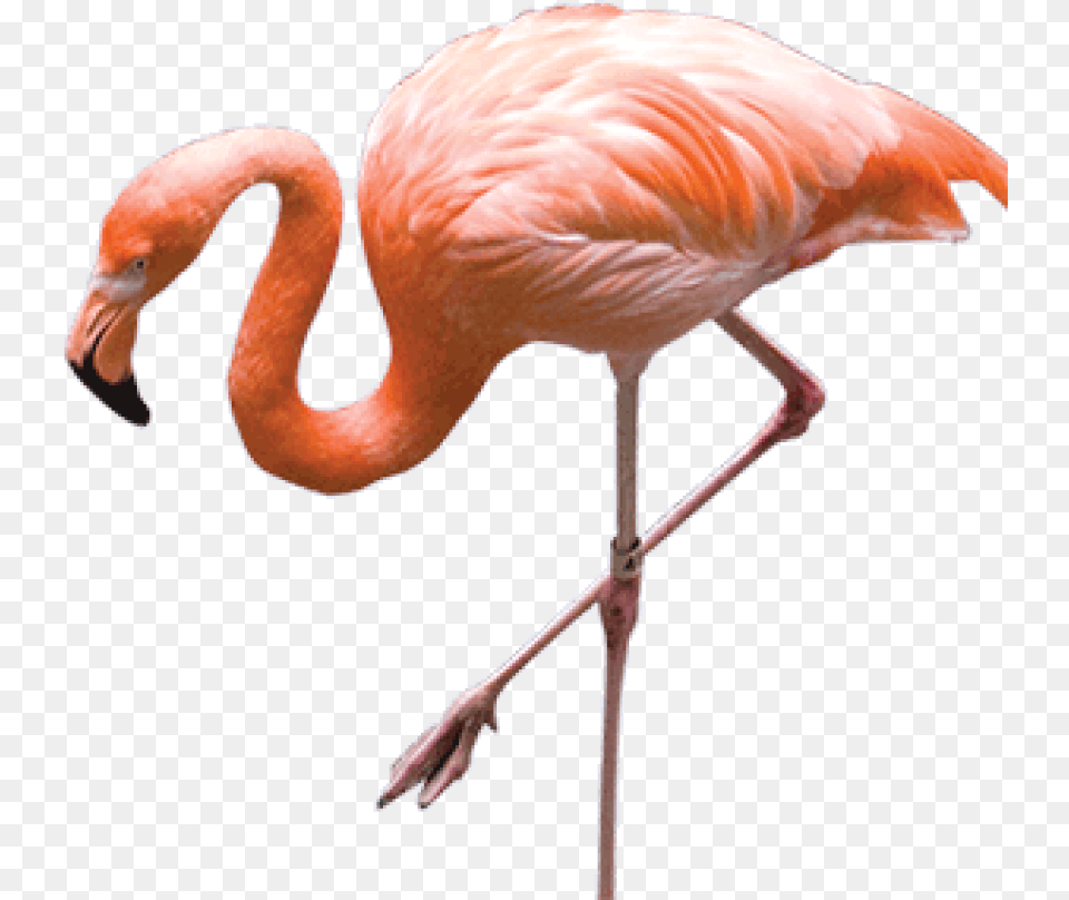 Download Flamingo Background Real Flamingo, Animal, Bird Free Transparent Png