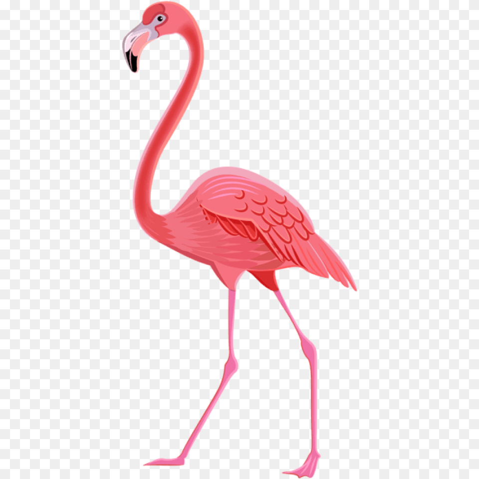 Free Download Flamingo Images Background Transparent Flamingo Flamingo, Animal, Bird Png