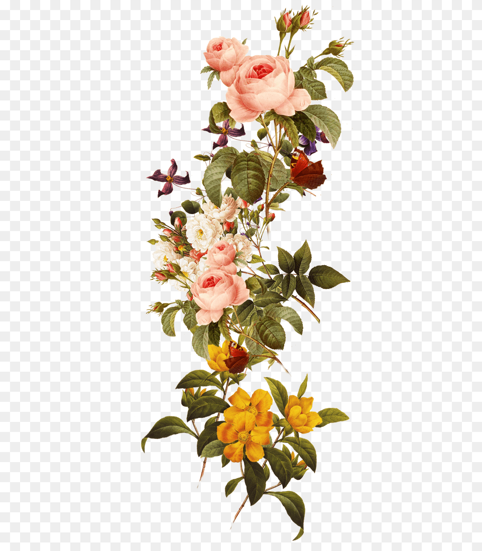 Free Download Flowers Images Clipart Royalty Free Library Beautiful Flowers, Rose, Plant, Flower, Flower Arrangement Png Image
