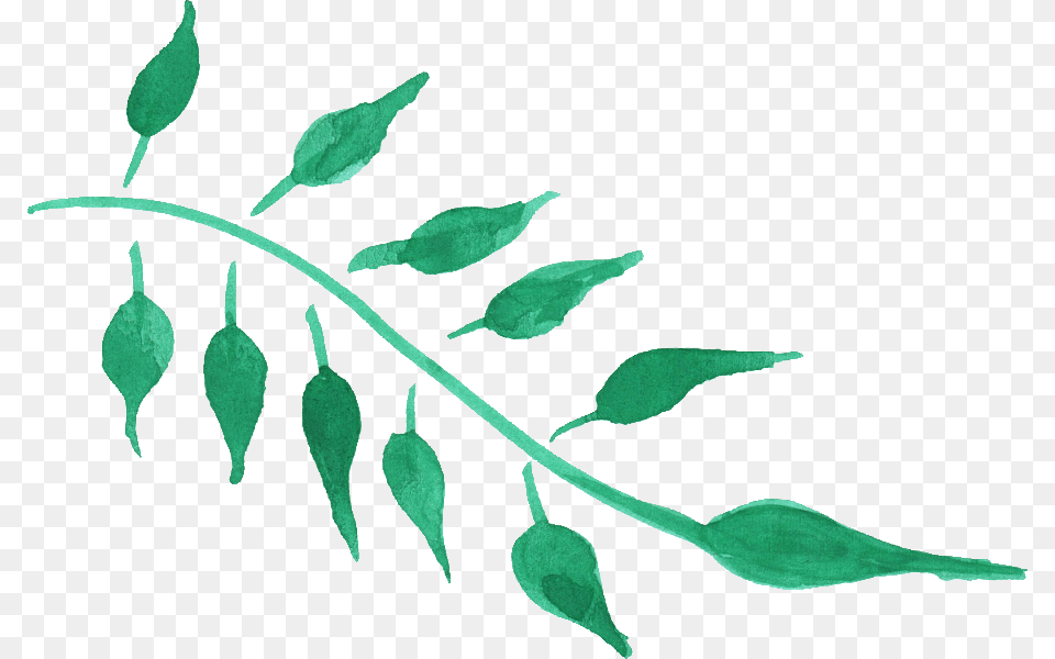 Download Green Leaf Watercolor, Plant, Art, Herbal, Herbs Free Png