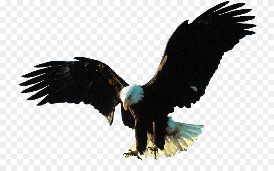Download Gif Animation Eagle Bald Big Eagle Bird, Animal, Flying, Bald Eagle Free Png