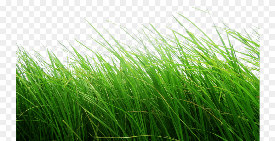 Download Grass Clipart Photo Grass, Plant, Vegetation, Lawn, Aquatic Free Transparent Png