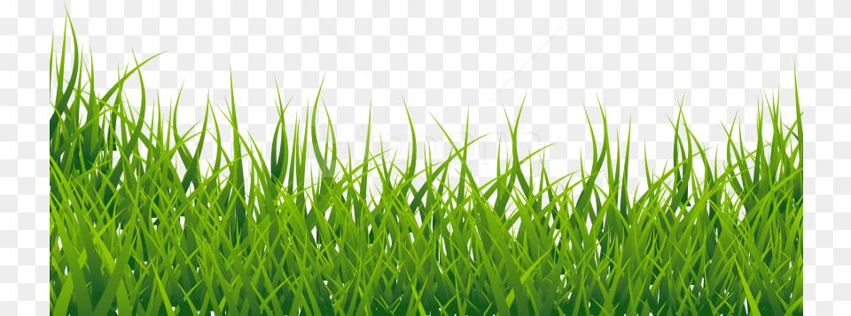 Download Grass Vector Background Grass Hd, Lawn, Plant, Green, Vegetation Free Transparent Png