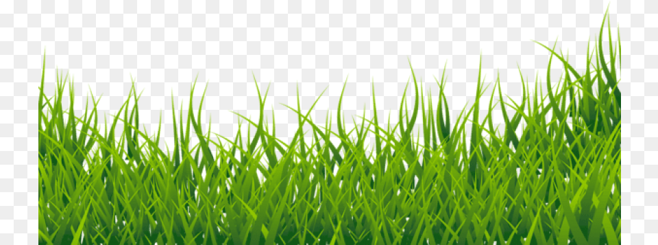 Grasspicture Background Green Grass Border, Lawn, Moss, Plant, Aquatic Free Png Download