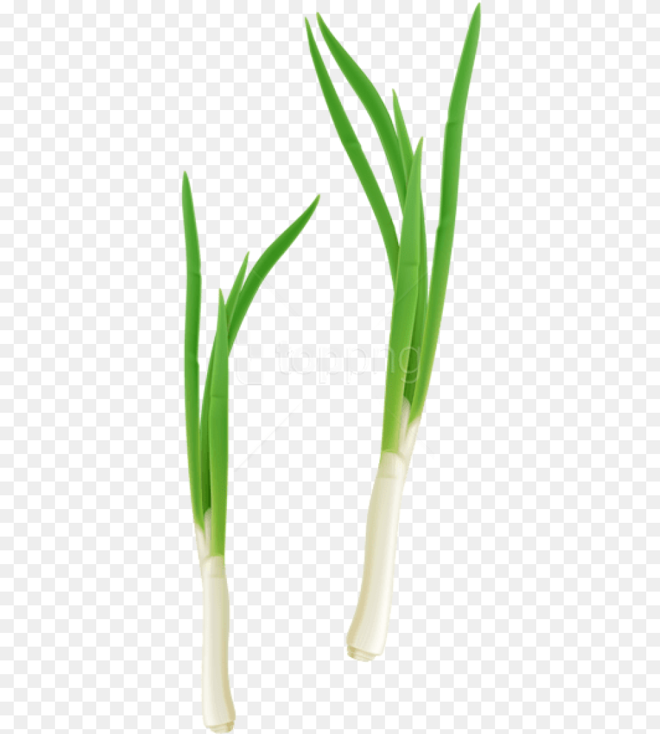 Download Green Fresh Onion Images Background, Food, Produce, Leek, Plant Free Transparent Png