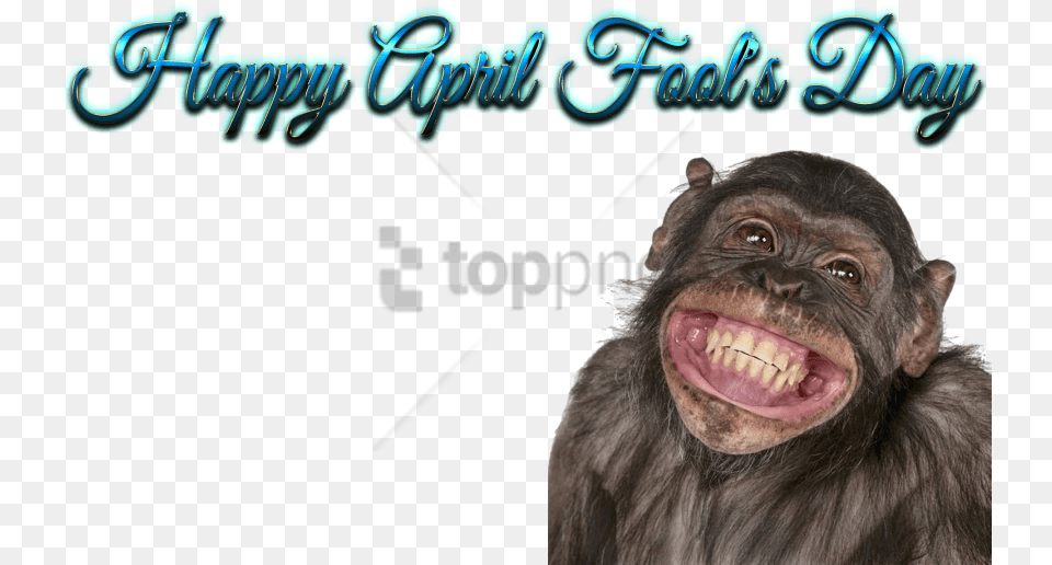 Download Happy Birthday Funny Smile Happy Birthday Monkey Funny, Animal, Mammal, Wildlife, Ape Free Png
