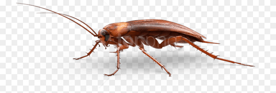 Download Large Cockroach Images Background Cockroach, Animal, Insect, Invertebrate Free Png