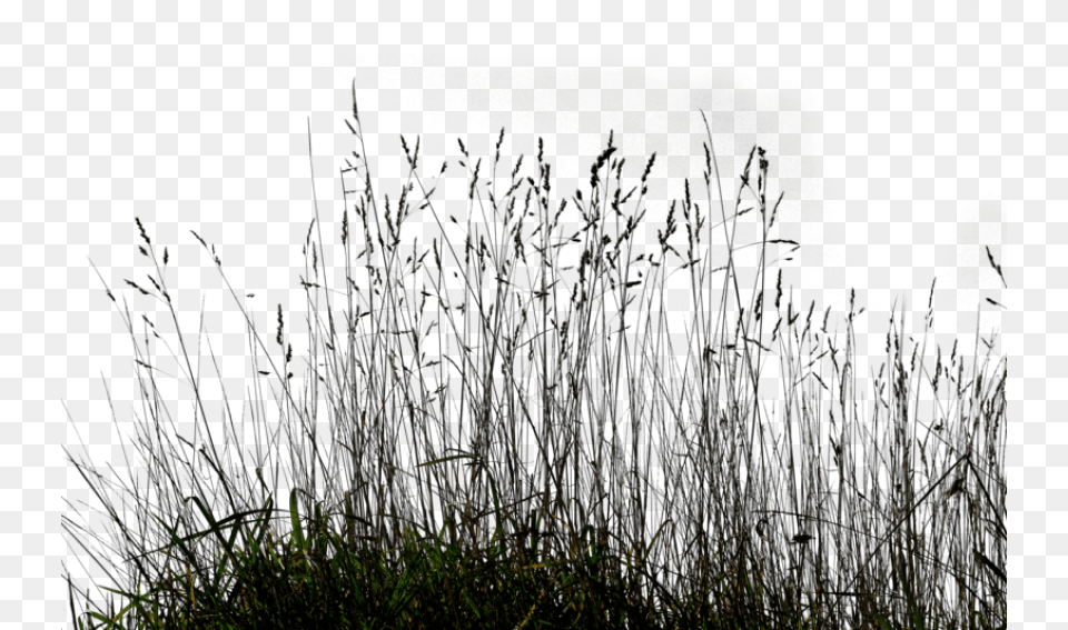 Download Long Grass Images Background Grass Black And White, Plant, Reed, Nature, Night Free Transparent Png