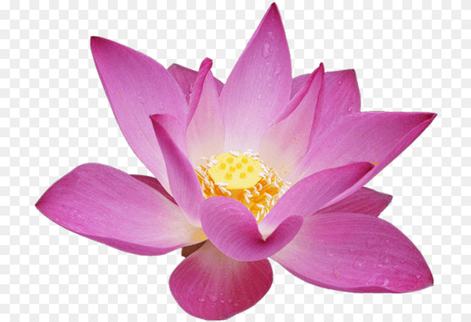 Download Lotus Flower Background Lotus Flower Petal, Plant, Lily, Pond Lily Free Transparent Png