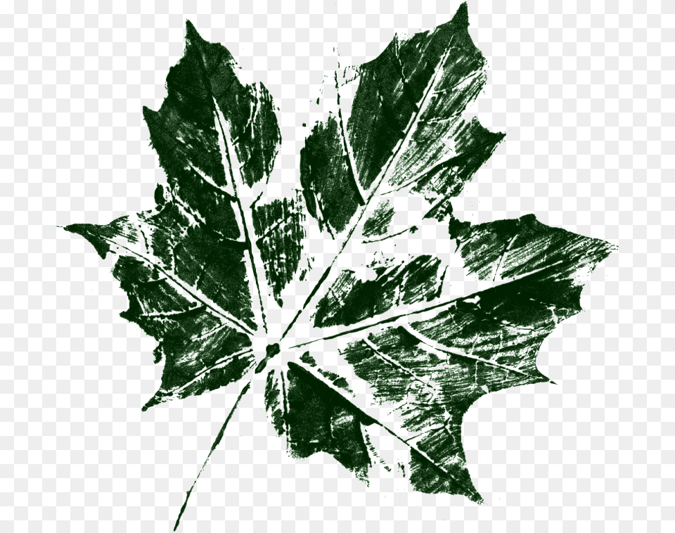 Maple Leaf, Plant, Tree, Oak, Sycamore Free Png Download