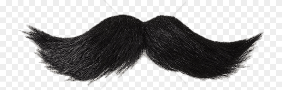 Free Download Mustache Black Images Background Big Black Mustache, Face, Head, Person, Animal Png Image