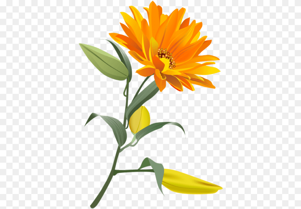 Download Orange Flower Background Orange Flower, Anther, Petal, Plant, Daisy Free Transparent Png