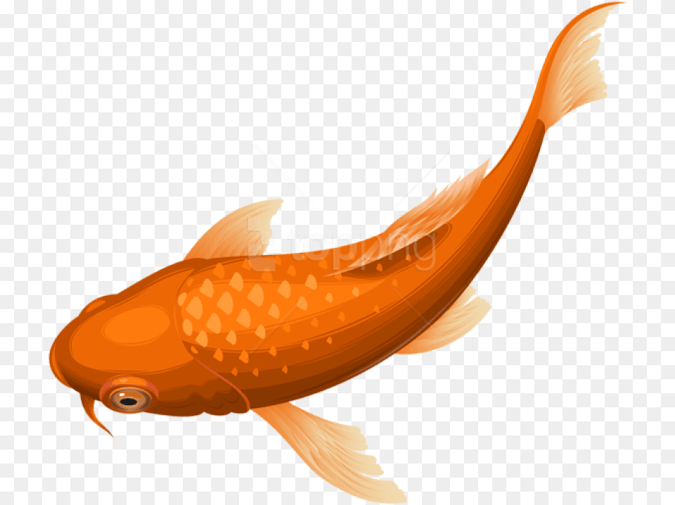 Orange Koi Fish Clipart Fish Koi Transparent Background, Animal, Sea Life, Shark, Goldfish Free Png Download