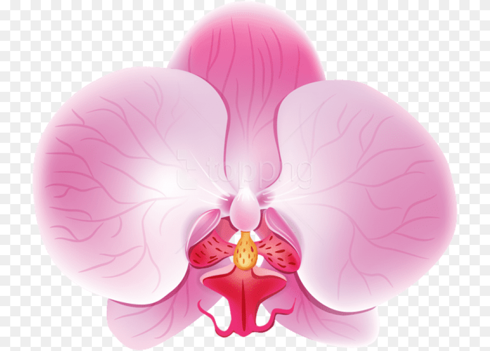 Download Orchid Pink Images Background Rozovaya Orhideya, Flower, Plant Free Png