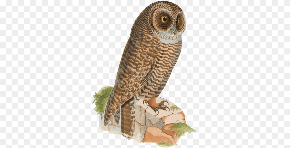 Download Owl Resting On Rock Drawing Images Kolase Burung Hantu Dari Biji Bijian, Animal, Bird Free Transparent Png
