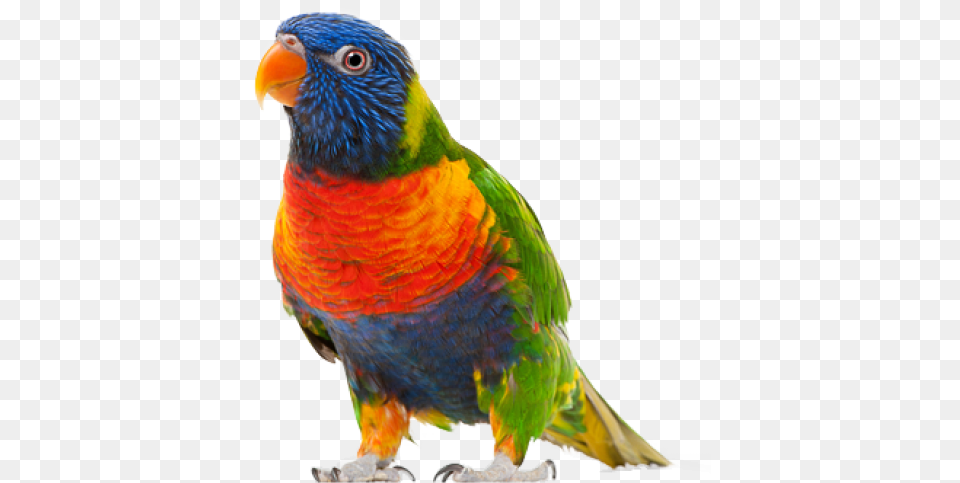 Download Parrot Bird Transparent Background, Animal Free Png
