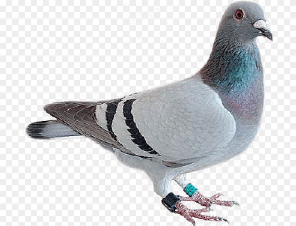 Download Pigeon Looking Images Background Pigeon Syndrome Meme, Animal, Bird, Dove Free Png