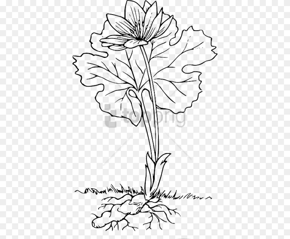 Download Plant With Roots Outline Flower Roots Clipart Black And White, Art, Drawing, Daisy Free Png