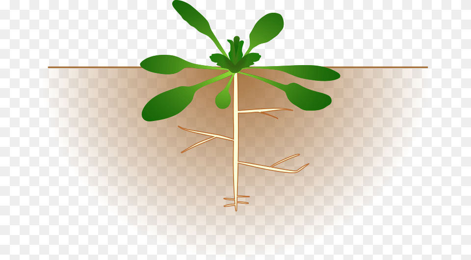 Free Download Plante Fixatrice D Azote Clipart Plants Arabidopsis Clipart, Leaf, Plant, Potted Plant, Root Png