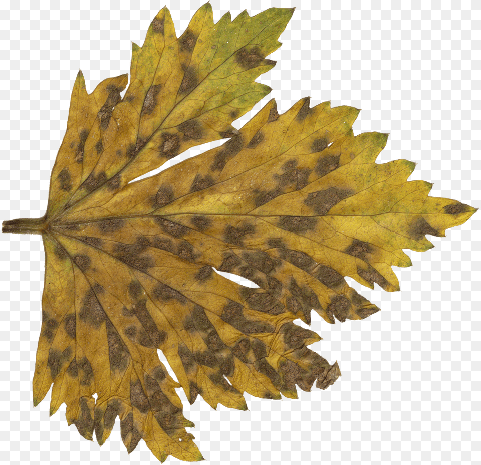 Free Download Portable Network Graphics, Leaf, Plant, Tree, Maple Leaf Png Image