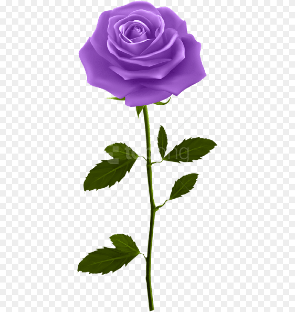 Purple Rose With Stem Purple Rose, Flower, Plant Free Png Download