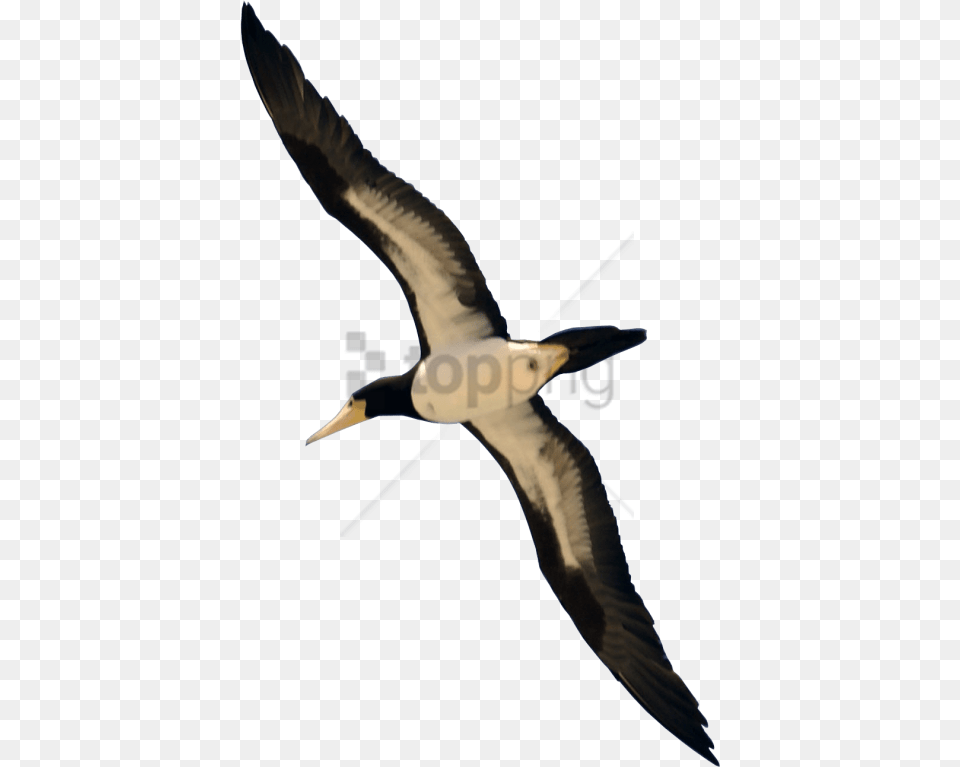 Free Download Real Bird Flying Background Real Bird Flying Transparent, Animal, Booby, Beak Png Image
