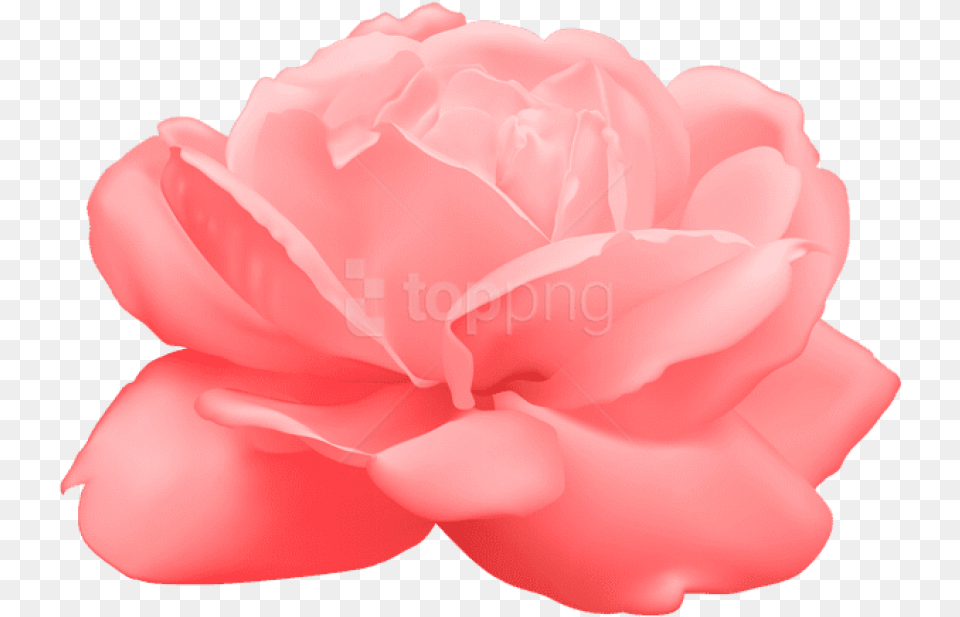 Free Download Rose Background Japanese Camellia, Carnation, Flower, Petal, Plant Png