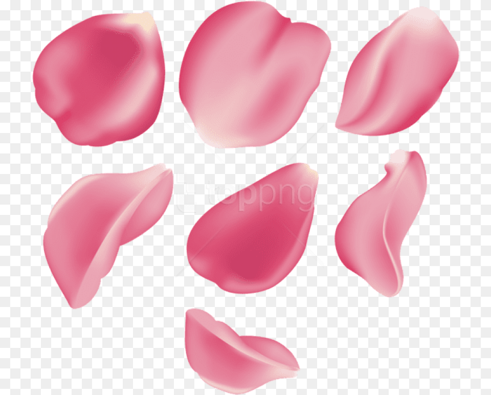 Free Download Rose Petal Set Pink Transparent Pink Rose Petal, Flower, Plant Png
