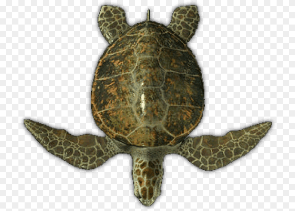 Sea Turtle Top View Images Background Green Sea Turtle Top View, Animal, Reptile, Sea Life, Sea Turtle Free Png Download