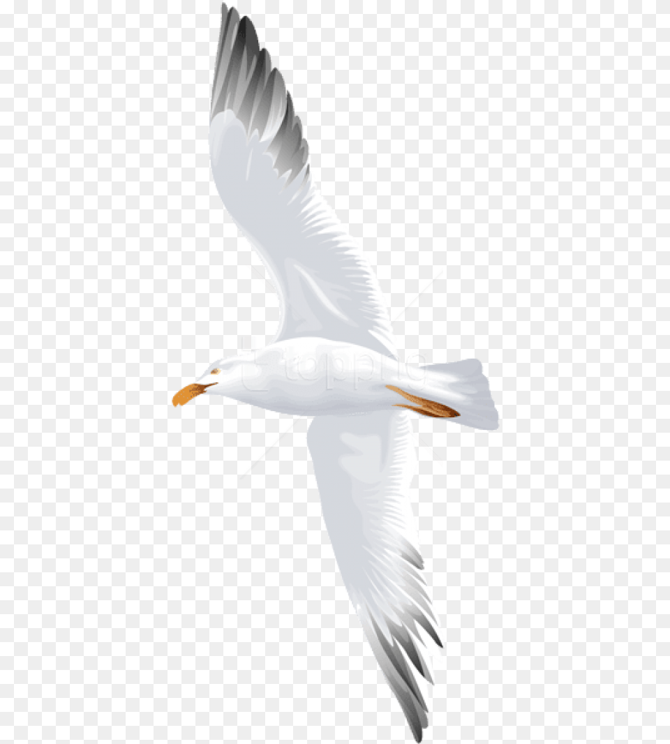 Download Seagull Flying Background Water Bird, Animal, Waterfowl, Beak, Person Free Png
