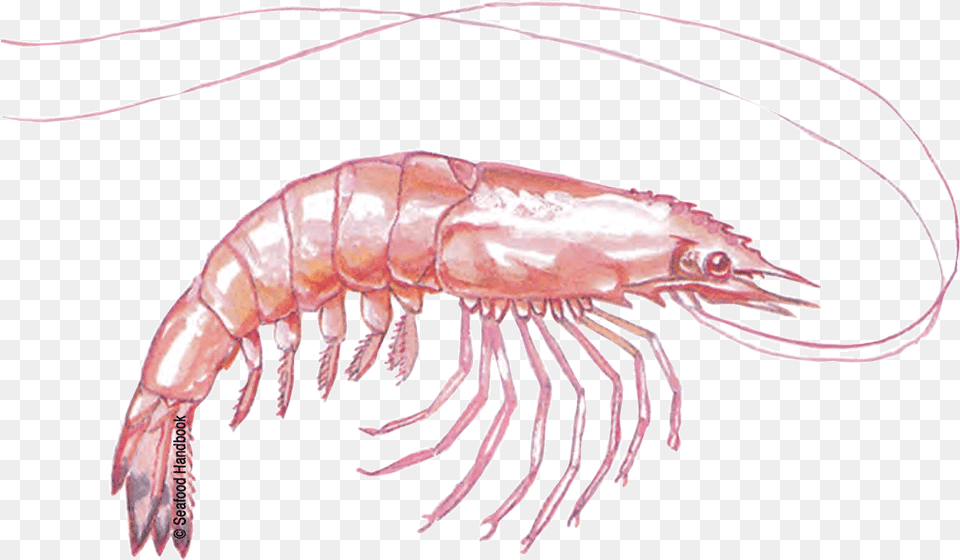 Free Download Shrimps Images Botan Shrimp, Animal, Food, Invertebrate, Sea Life Png