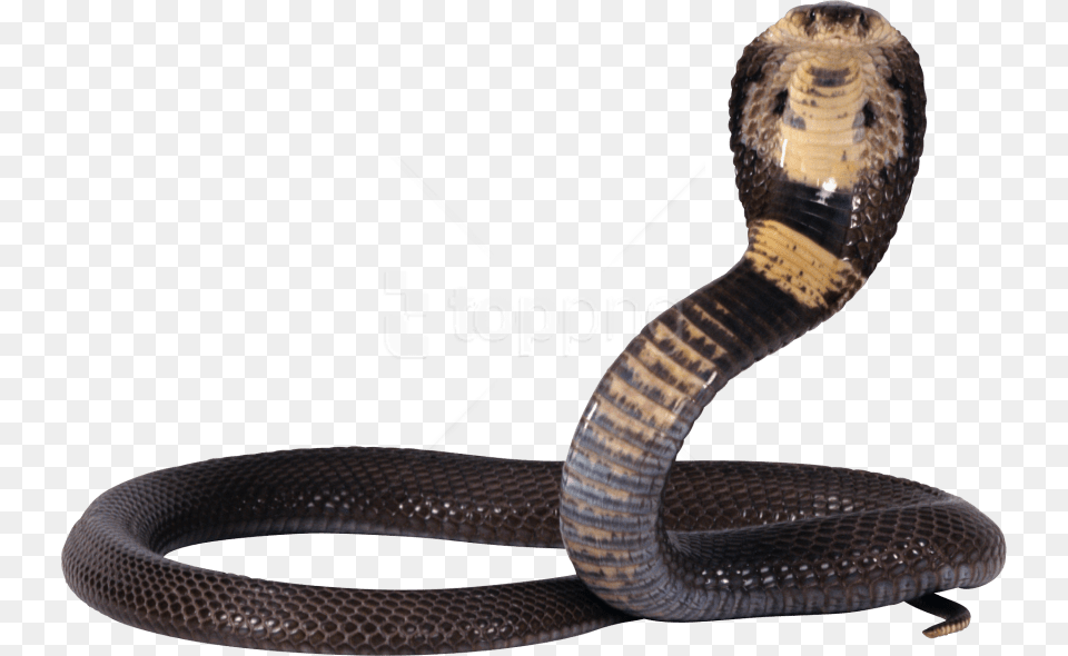 Download Snake Images Background Images Shiva Snake, Animal, Cobra, Reptile Free Transparent Png