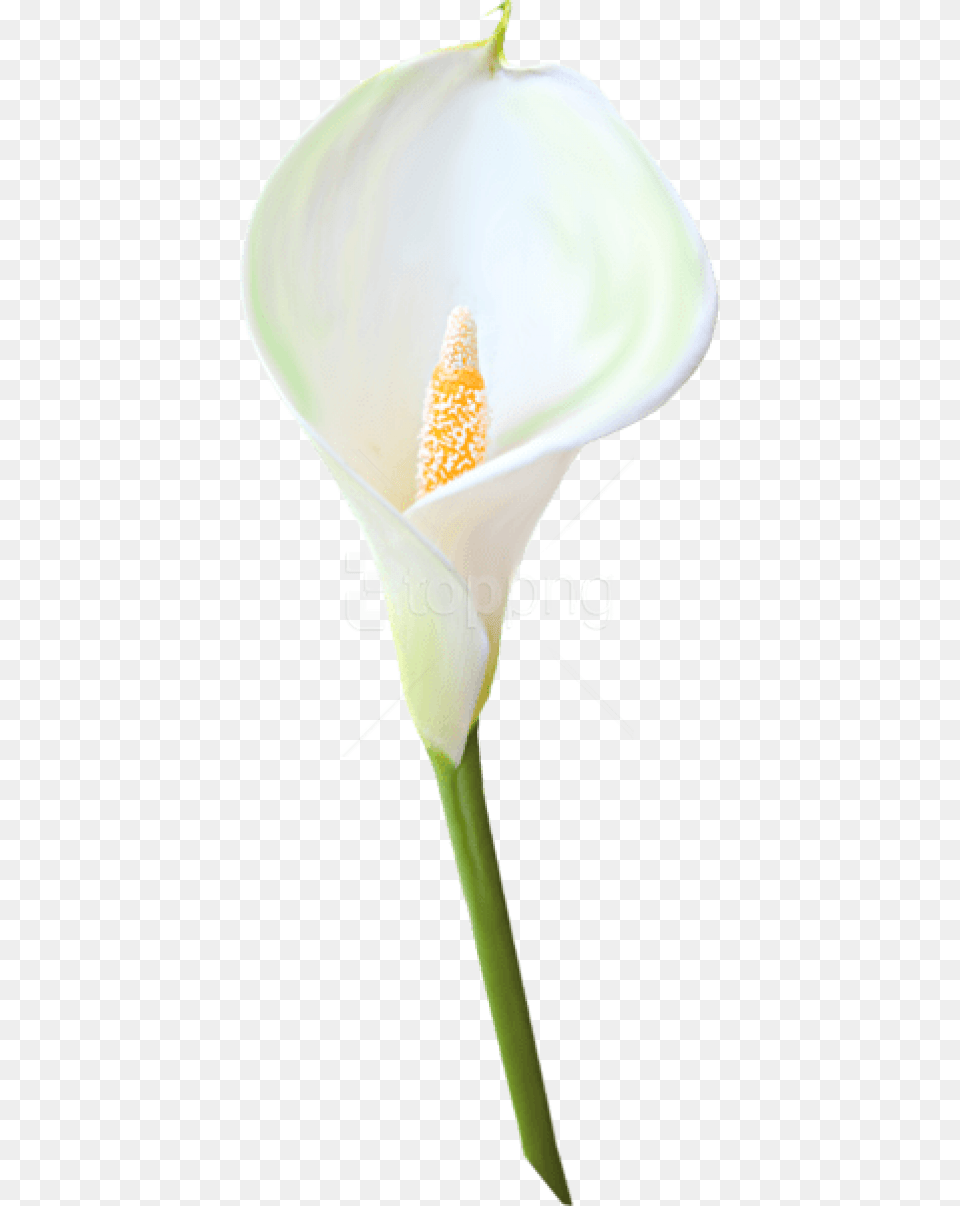 Download Transparent Calla Lily Flower, Anther, Plant, Araceae, Petal Free Png