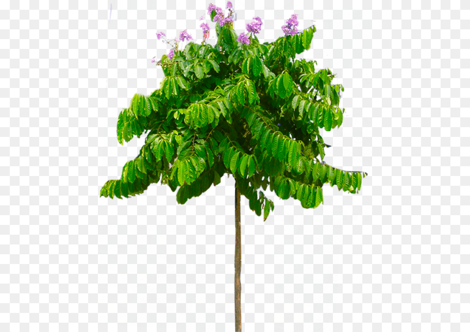 Free Download Tropical Tree Transparent Background Houseplant, Machine, Spoke, Flower, Plant Png Image